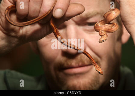 Baby Corn snakes Stock Photo