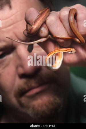 Staff member Kevin Thom with two newly born Corn snakes at Butterfly and Insect World, Edinburgh. Stock Photo