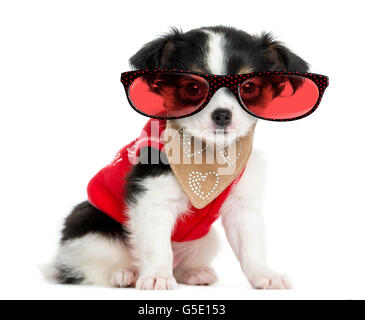 Dressed-up Chihuahua puppy sitting and wearing glasses, 3 months old, isolated on white Stock Photo