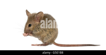 Wood mouse cleaning itself in front of a white background Stock Photo