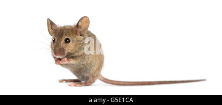 Wood mouse cleaning itself in front of a white background Stock Photo