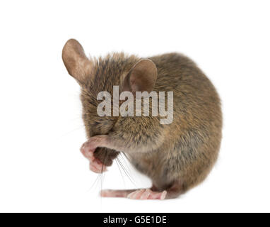 Wood mouse cleaning itself in front of a white background Stock Photo