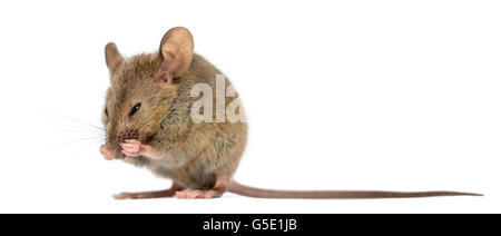 Wood mouse cleaning itself in front of a white background Stock Photo
