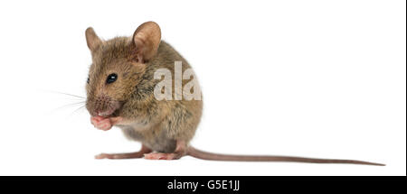 Wood mouse cleaning itself in front of a white background Stock Photo