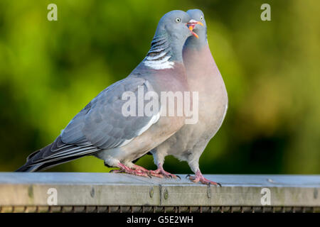 Two wood pigeons courting on a metal fence in the forest Stock Photo