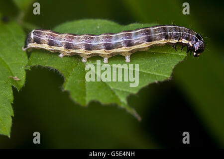 Large White, Cabbage Butterfly or Cabbage White (Pieris brassicae), caterpillar Stock Photo