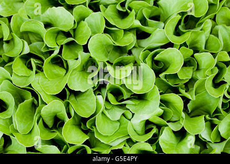 Lettuce (Lactuca sativa) Stock Photo