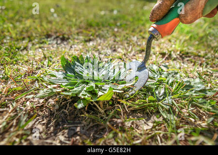 Weeding the grass to make a beautiful lawn Stock Photo