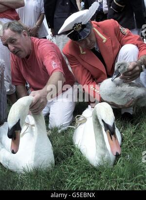 Alec Collins, the foreman of the Queens Company of Swan Uppers, left, and David Barber, Her Majesty's Swan Marker, check the swans over before they are weighed and released on the River Thames near Marlow, Buckinghamshire, England, Wednesday, July 18, 2001. Since the 12th century, when roast swan was considered a delicacy, officials have gone 'swan-upping,' catching the graceful creatures by lifting them out of the water to weigh, mark and cout them. Today, swans are no longer eaten in large numbers and upping swans has become more of a ceremonial census. (AP Photo/Dave Caulkin) Stock Photo