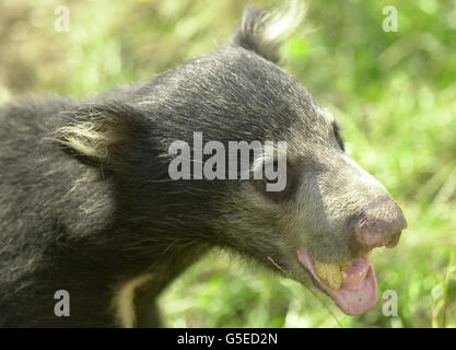 Sloth bear cub Stock Photo