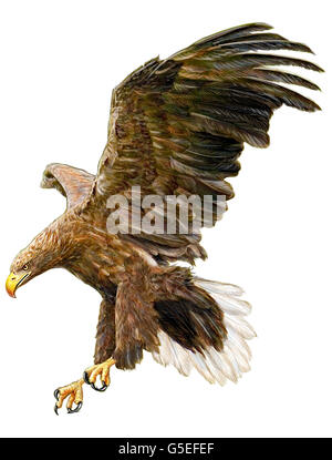 White tail eagle flying hand draw and paint color on white background illustration. Stock Photo