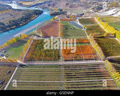 Orchards, poplar trees, and Lake Dunstan, Bannockburn, near Cromwell, Central Otago, South Island, New Zealand - drone aerial Stock Photo