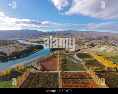 Orchards, poplar trees, and Lake Dunstan, Bannockburn, near Cromwell, Central Otago, South Island, New Zealand - drone aerial Stock Photo