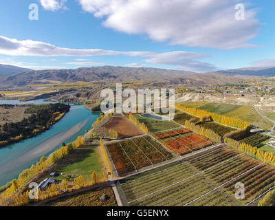 Orchards, poplar trees, and Lake Dunstan, Bannockburn, near Cromwell, Central Otago, South Island, New Zealand - drone aerial Stock Photo