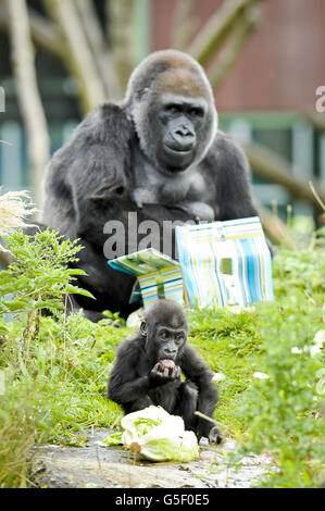Kukena the baby western lowland gorilla stays close to his mum Salome while she opens wrapped gifts of food as Kukena celebrates his first birthday on September 27th at Bristol Zoo Gardens. Little Kukena is still small, weighing around 7kg and standing around 45cm tall and still clings to his mum Salome, but is getting more adventourous as he develops. Stock Photo