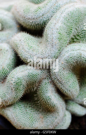 Cristata Cactus, Mammillaria Geminispina Stock Photo