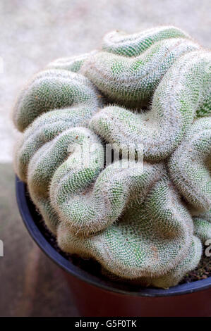 Cristata Cactus, Mammillaria Geminispina Stock Photo