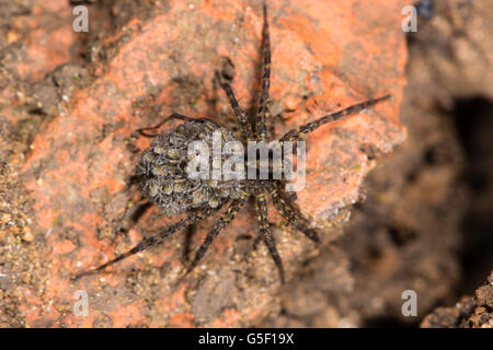 Wolf spider (Pardosa sp.) with spiderlings. Female spider carrying young on abdomen, in the family Lycosidae Stock Photo