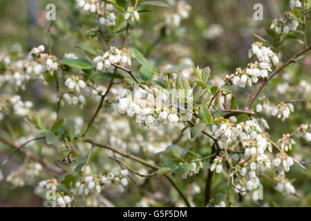 Vaccinium corymbosum. Blueberry 'Berkeley' flowers in Spring. Stock Photo