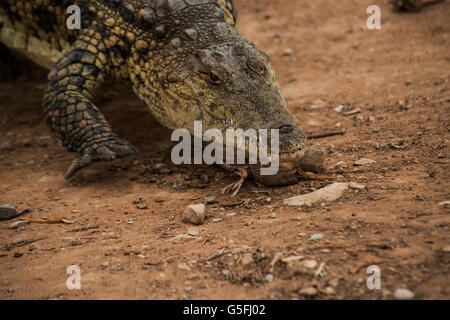 crocodile farm in the Jordan River Valley Stock Photo