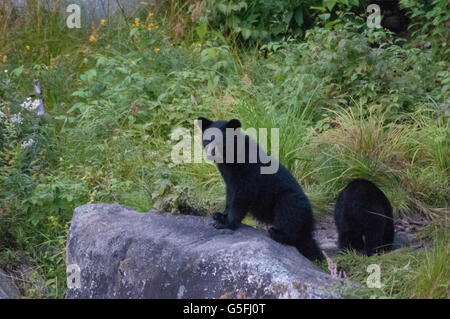 North America, Canada, Quèbec, Duchesnay Ecotourist Resort, Black bear viewing Stock Photo