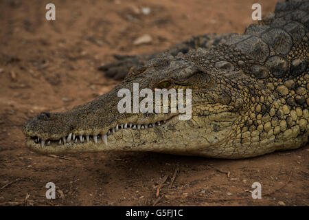 crocodile farm in the Jordan River Valley Stock Photo