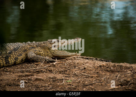 crocodile farm in the Jordan River Valley. Stock Photo