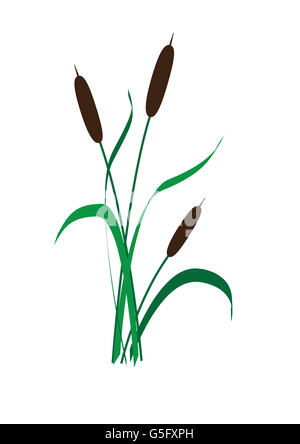 Illustration of Typha, known as bulrush ,cattails or reedmace Stock ...