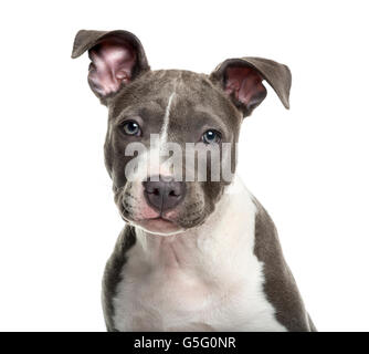 American Staff puppy in front of white background Stock Photo