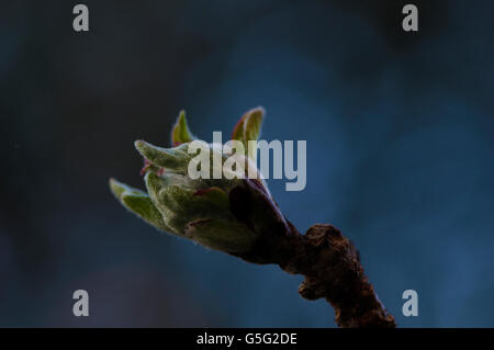 Close-up photo of apple blossoms, reddish pink flowers beginning to appear in the spring on a sunny day in London Stock Photo