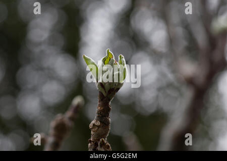 Close-up photo of apple blossoms, reddish pink flowers beginning to appear in the spring on a sunny day in London Stock Photo