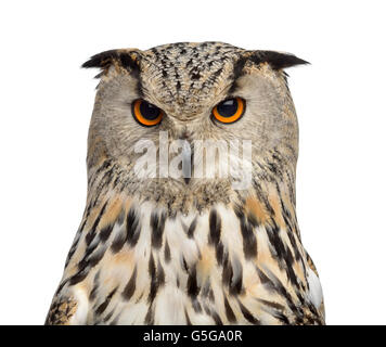 Close-up of a Siberian Eagle Owl - Bubo bubo (3 years old) in front of a white background Stock Photo