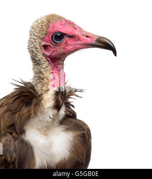 Close-up of a Hooded vulture - Necrosyrtes monachus (11 years old) in front of a white background Stock Photo