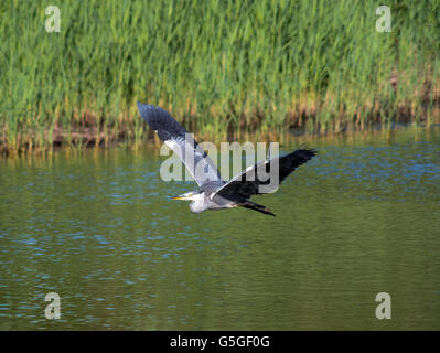 Grey heron flying, damaged wing Stock Photo