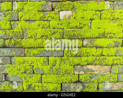 Texture of old concrete brick wall background covered with green moss parasite plant Stock Photo