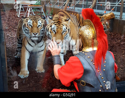 auf viel zu kleinem Raum eingepferchte, offensichtlich hospitalisierteTiger und Dompteur im Gladiatorenkostuem - Impressionen de Stock Photo