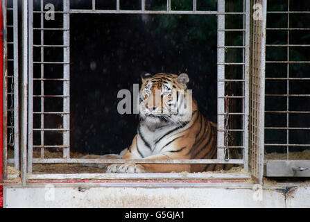 auf viel zu kleinem Raum eingepferchte, offensichtlich hospitalisierteTiger  - Impressionen der Kunst(?)-Aktion des selbsternann Stock Photo