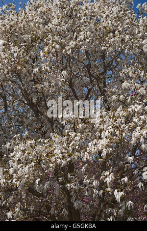 Wada's memory magnolia Stock Photo