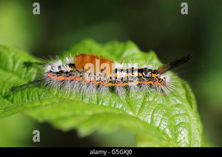 Caterpillar of the Rusty Tussock Moth a.k.a. Vapourer Orgyia antiqua Stock Photo