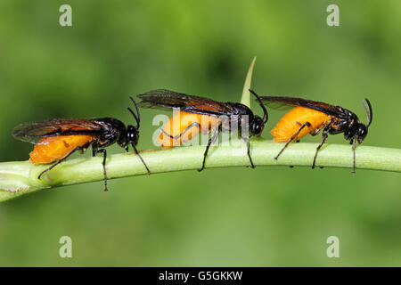 Three Large Rose Sawfly Arge pagana egg-laying all in a line along the stem of a Dog Rose Rosa canina Stock Photo