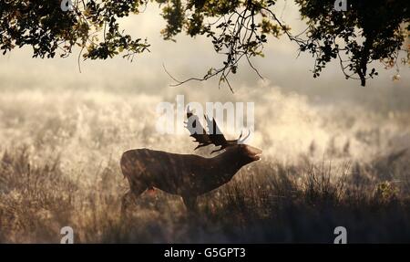 A lone stag walks through the early morning sunshine at Dunham Massey in Altrincham, Cheshire. Stock Photo