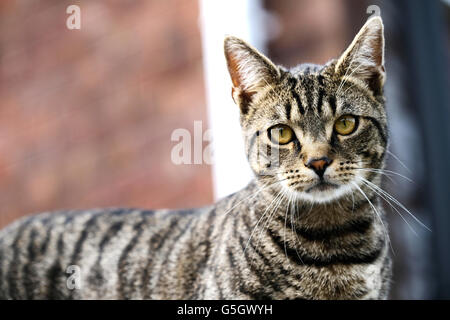A common tabby cat looking straight into the camera lens Stock Photo ...