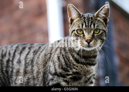 A common tabby cat looking straight into the camera lens Stock Photo ...