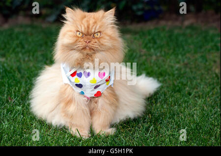 Portrait of Persian Cat sitting on grass Stock Photo