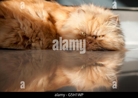 Persian cat lying on floor Stock Photo