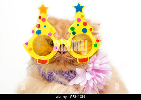 Persian cat with party glasses Stock Photo