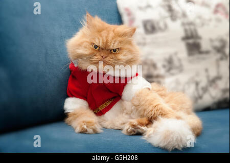 Persian cat with Santa Claus costume sitting on couch. Stock Photo