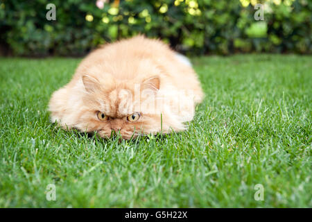 Persian cat hunting in the garden Stock Photo