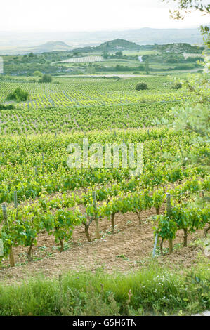 Common grape vine, vitis vinifera, in a vineyard on the La Rioja region. Labastida. Spain. Stock Photo