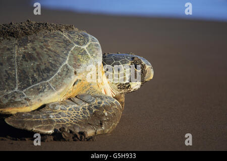 Green turtle (Chelonia mydas) returning to ocean after nesting on the beach in Tortuguero National Park, Costa Rica. Stock Photo